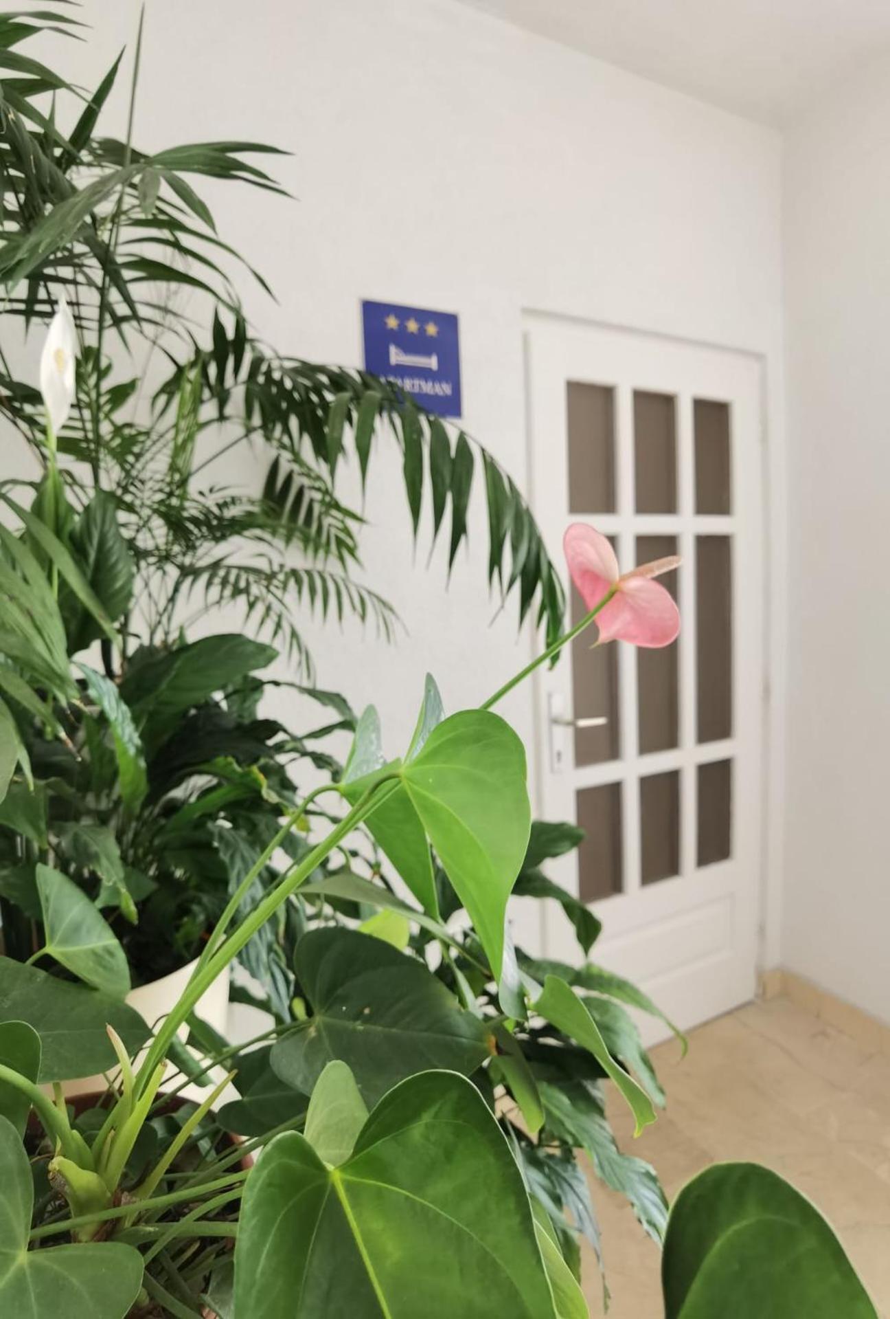 Apartma Jadranka Makarska